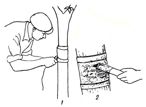 ��� �������� ��� � �����: ������ ����� � �� �������������