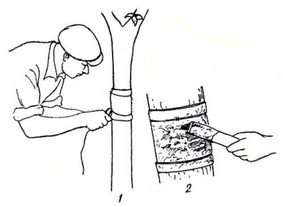 ��� �������� ��� � �����: ������ ����� � �� �������������