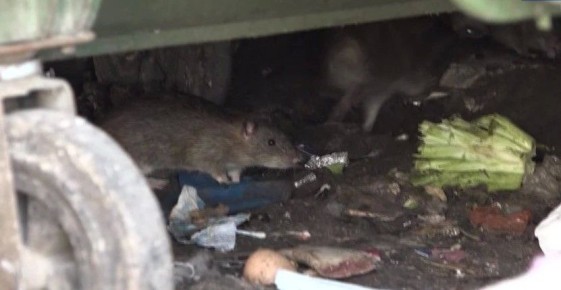 В Петрозаводске пройдет масштабная кампания по дератизации