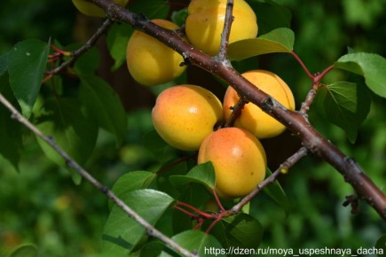 ��� ����������� ������� � ����: ������� �������� ������� ������