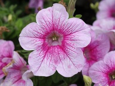 Как вернуть к жизни петунии: простые советы для цветника