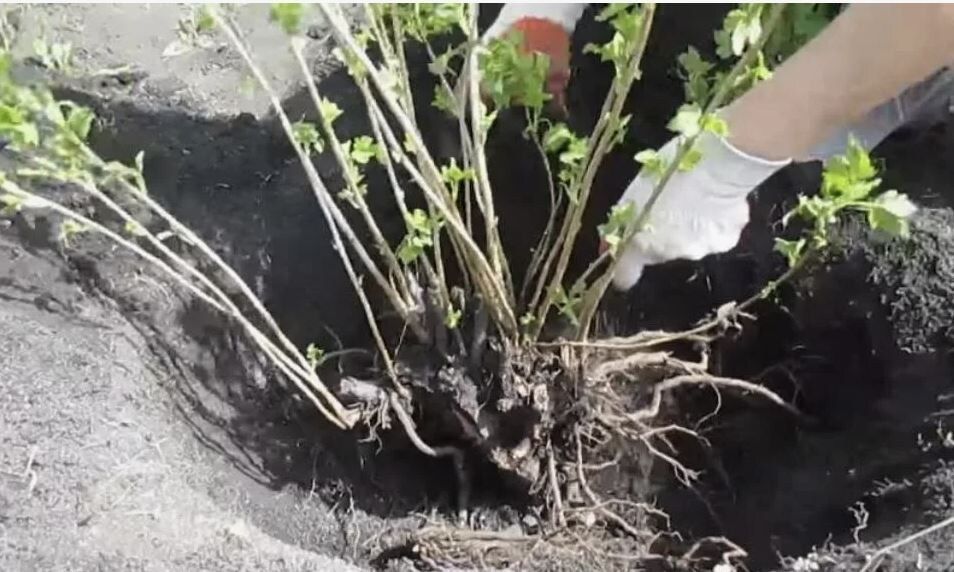 ��� ���������� ��������� �������� �����: ������ ������ ��� �������� ���� ������