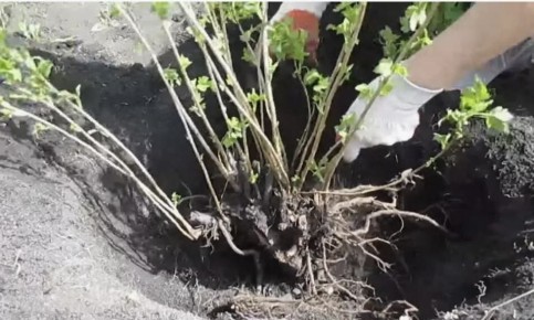 ��� ���������� ��������� �������� �����: ������ ������ ��� �������� ���� ������