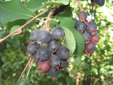 ����: ������������ ��������� � �������� �������