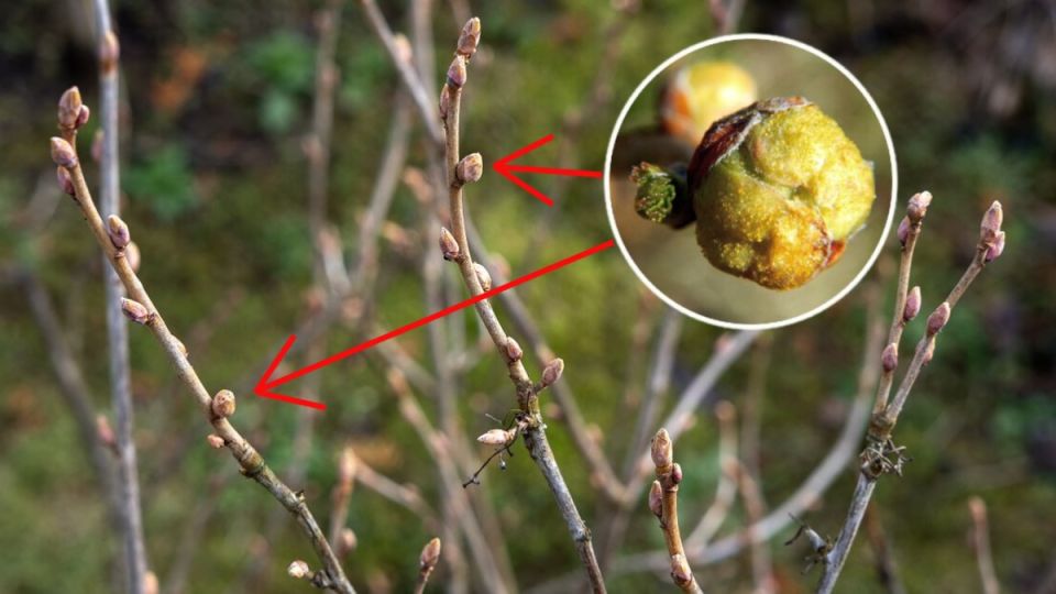 ��� ��������� ���������: �������� ������� � ����������� ������ ������