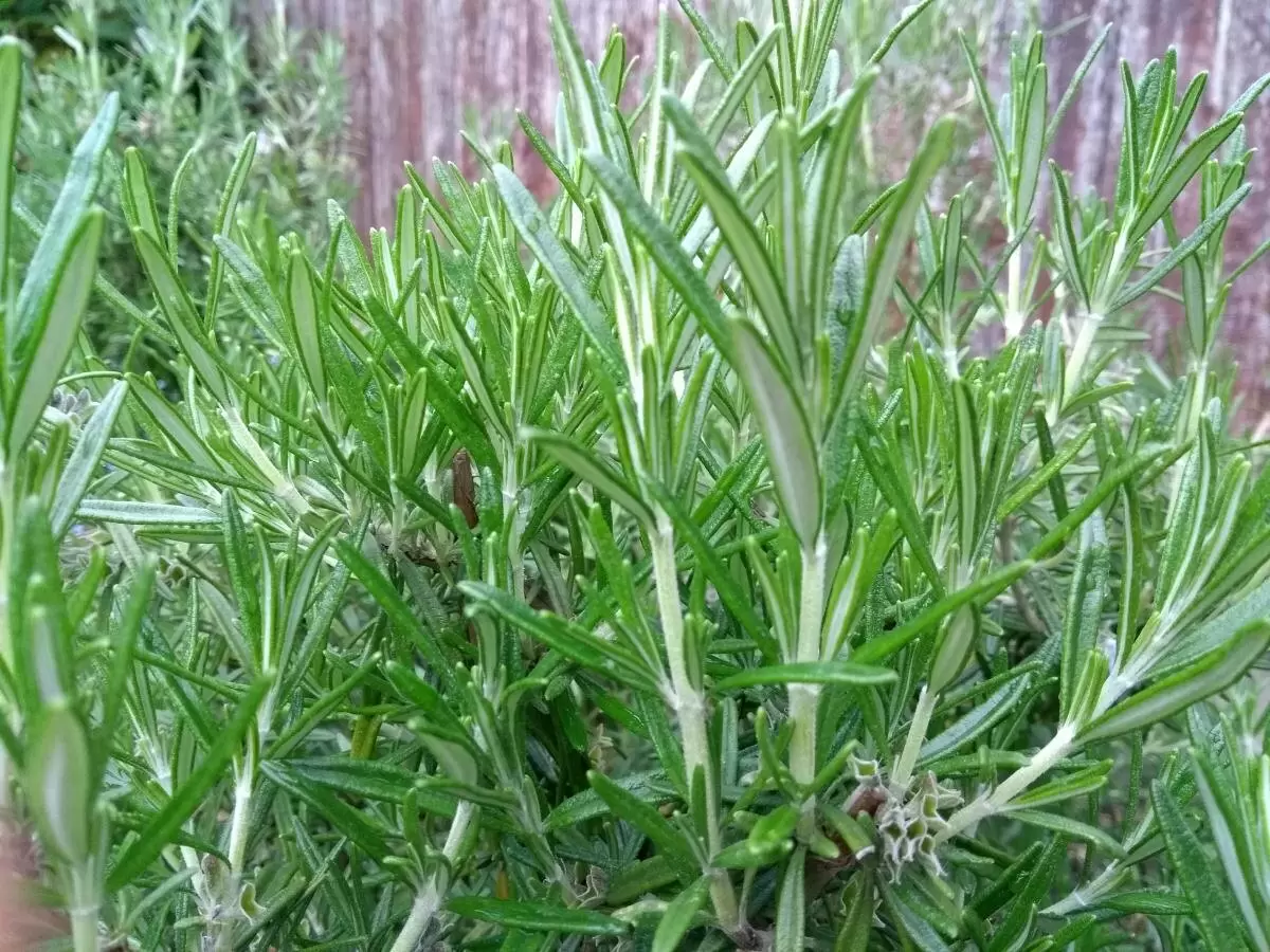 Розмарин как защитник входа и источник спокойствия дома
