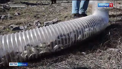 Почти 34 тысячи молоди лосося выпустили в реку Шуя