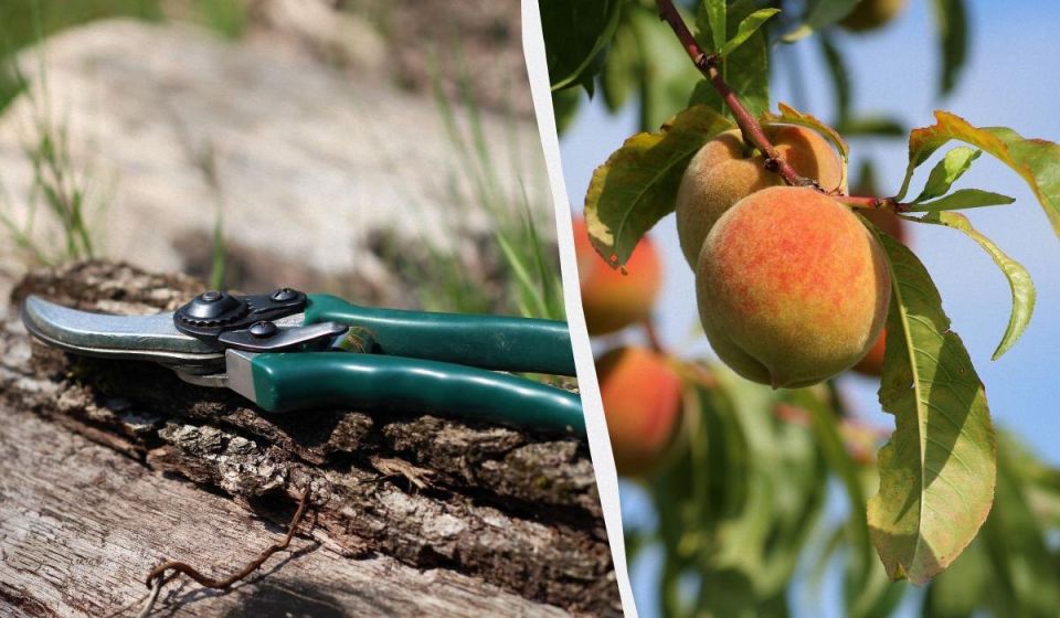 ����� ����� �������� ��������� �������: ����� ������ �����