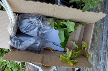 Как вернуть к жизни саженец, купленный в интернете