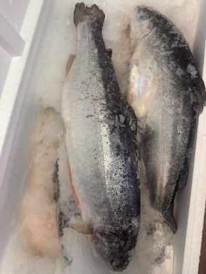 Внимание: Уникальная поставка охлажденной мурманской форели