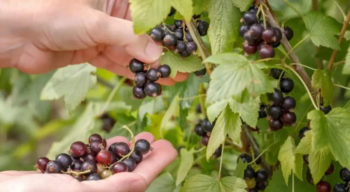 Сила черной смородины: как ягоды и листья могут улучшить здоровье