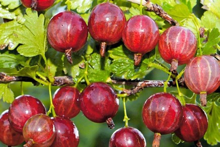 ��� ������ ���������: ��������� ���� ���� ����