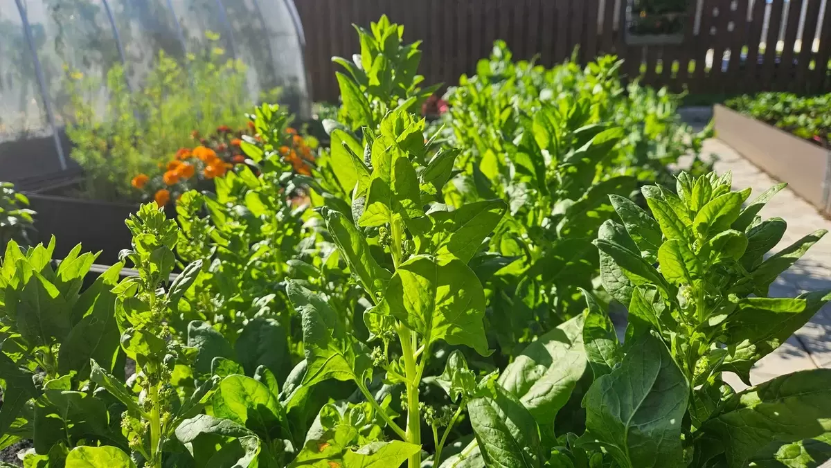 Как подготовить сад к зиме: основные шаги для богатого урожая весной