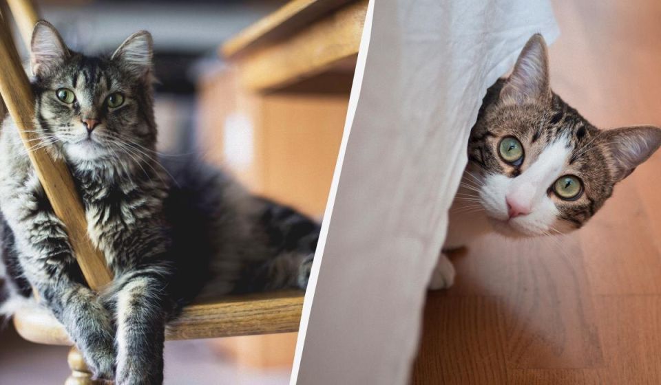 ����� � �����������: ��� ����� ���� ������ ��� �������� ������