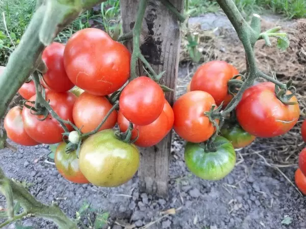 Как вырастить урожайные и неприхотливые томаты: секреты формирования