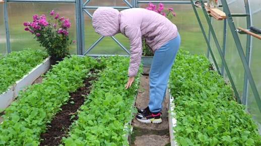 Как повысить урожай томатов за копейки в апреле