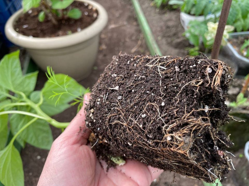 ��� ������������ �������� ������� ������� ����� �������