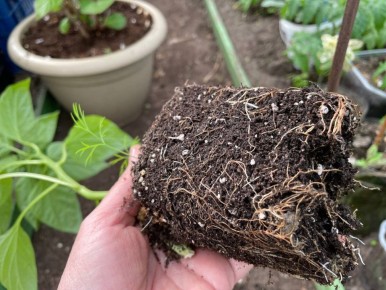 ��� ������������ �������� ������� ������� ����� �������