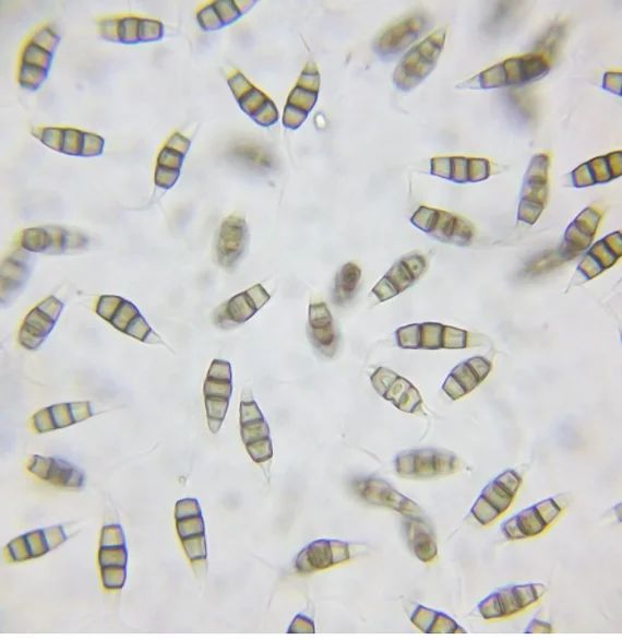 �����-�����: ��� ���������� �������� ������� ������� �� �������� � �����