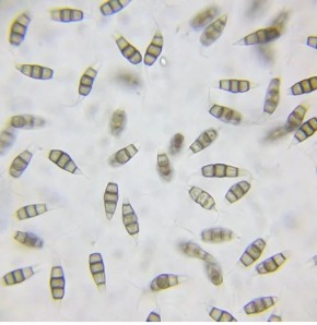 �����-�����: ��� ���������� �������� ������� ������� �� �������� � �����