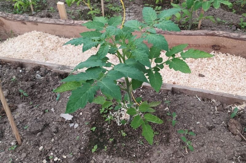 ��������� ������� � �������: ���� � �������� ������