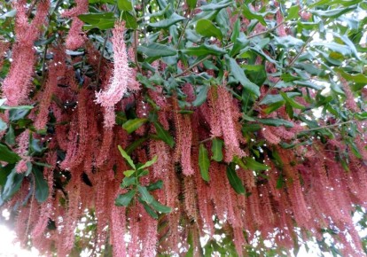 ������� ���������: ������ ������� ����� �� ��� ������, ��� �������?