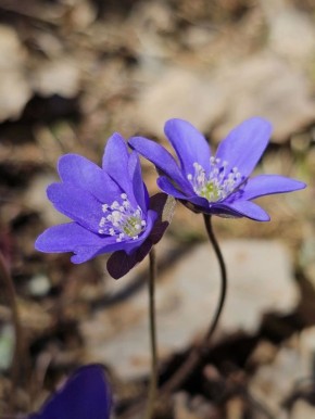 ���� ����� ��������