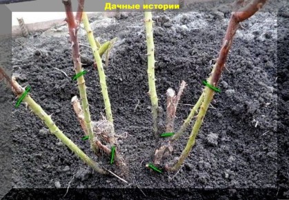 ����������� ���: �������� ������ ��� ���������