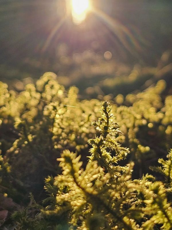 � ��������� ������. ���� ��������