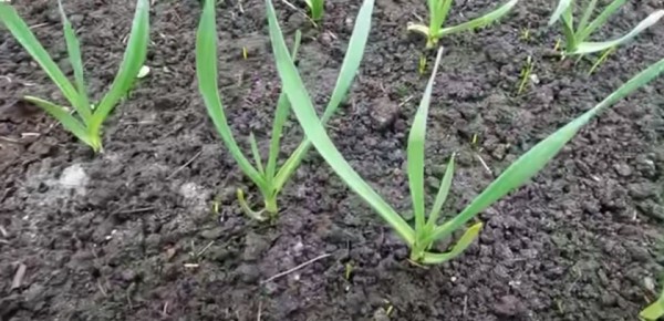 ������ ������: �������� ������� �������