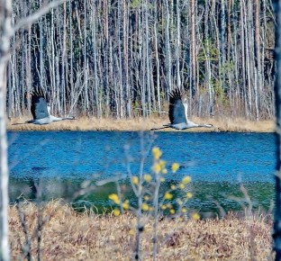 �������. ���� ������� ��������