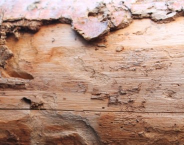 ��� �������� ���������� ��� �� �����������: ������������ �����������