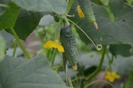 ��� ���������� �������� � ��������� ����� �� �������: ������� ���������