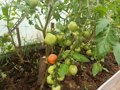 ��� ��������� ������ ������� � �������� ���������� ����