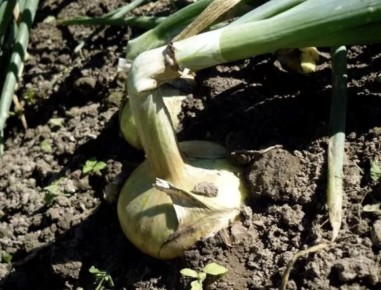 ����� ���� ������� ���: ������ �������