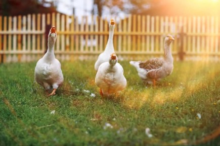 ��� ��������� ������� �����: ������� ��� �������� ������ ����