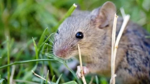 ��� �������� ���� �� ��������� �����: ����������� ������ � ������������