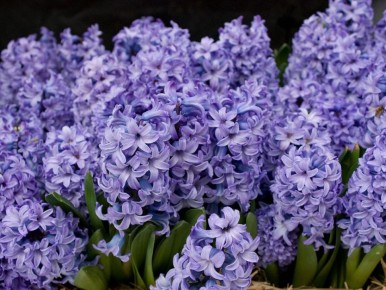 ��������: ������� ��������� �������� ���������� � ������� �������