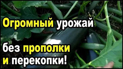 Как отказ от перекопки помогает восстановить плодородие почвы