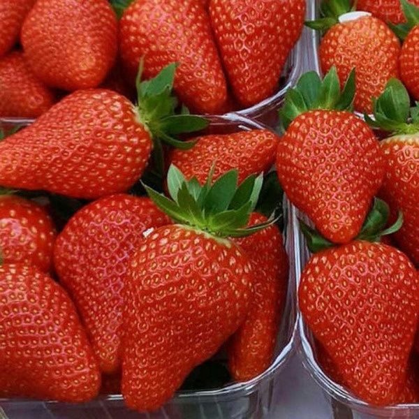 Клубника Франческа: секреты раннего сорта для урожая с акцентом на вкус