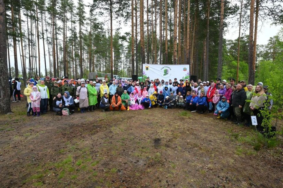 Более 10 тысяч сосен высадили в Кондопожском районе Более 10 тысяч сосен высадили в Кондопожском районе