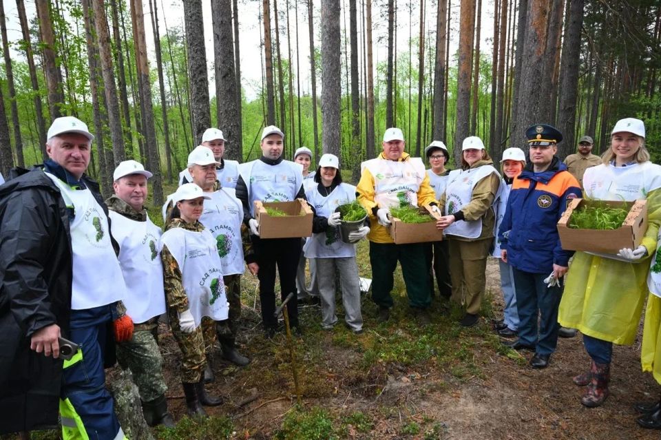 Более 10 тысяч сосен высадили в Кондопожском районе Более 10 тысяч сосен высадили в Кондопожском районе
