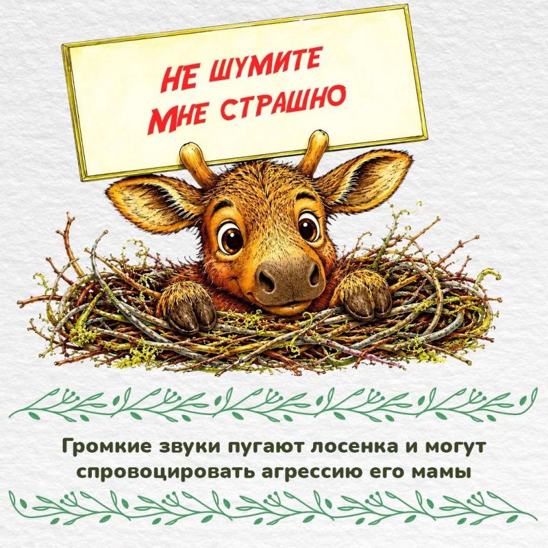 Внимание – лосята!. Весна и начало лета - время, когда в лесу можно увидеть новорожденных лосят Внимание – лосята!. Весна и начало лета - время, когда в лесу можно увидеть новорожденных лосят
