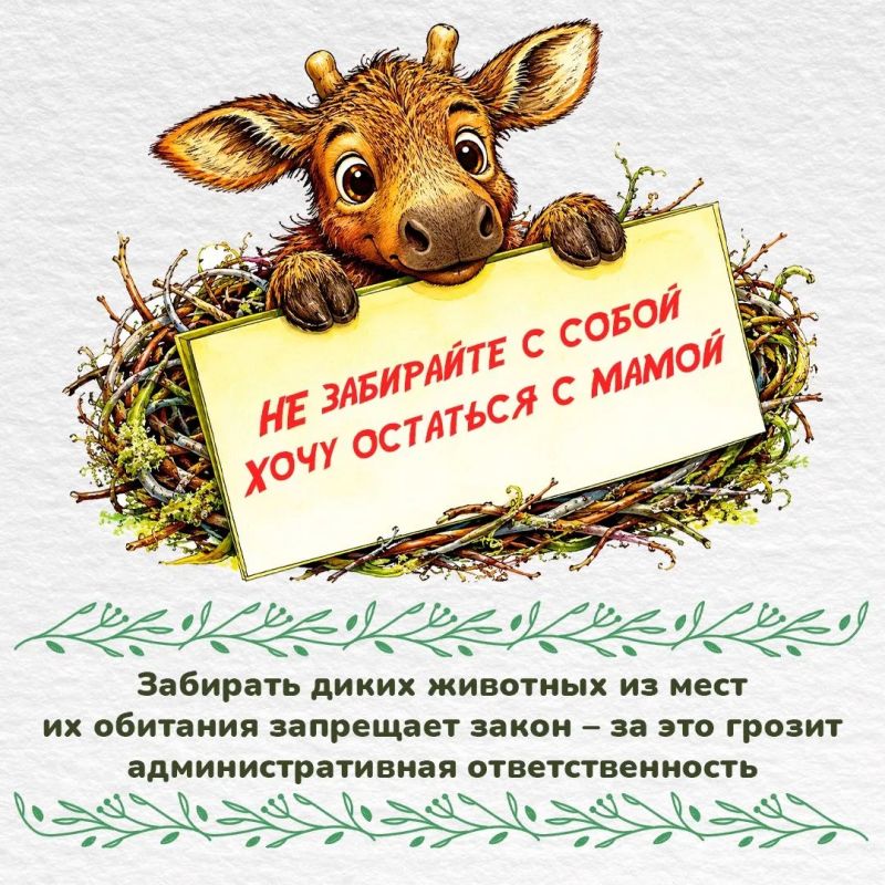 Внимание – лосята!. Весна и начало лета - время, когда в лесу можно увидеть новорожденных лосят Внимание – лосята!. Весна и начало лета - время, когда в лесу можно увидеть новорожденных лосят