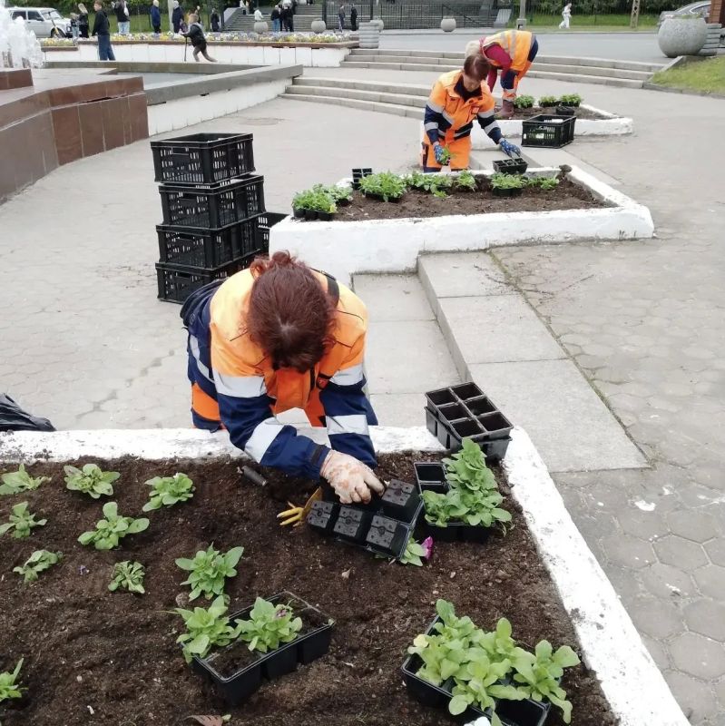 Колыхматова: Петуния, тагетис, сальвия, бегония… И это только начало! Делюсь первыми итогами цветочного сезона Колыхматова: Петуния, тагетис, сальвия, бегония… И это только начало! Делюсь первыми итогами цветочного сезона