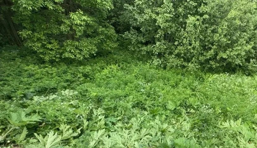 Колыхматова: Подрядчик приступил к удалению борщевика Сосновского в Петрозаводске Колыхматова: Подрядчик приступил к удалению борщевика Сосновского в Петрозаводске