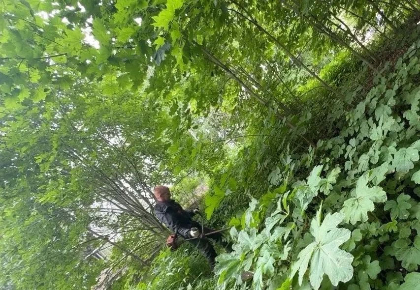 Колыхматова: Подрядчик приступил к удалению борщевика Сосновского в Петрозаводске Колыхматова: Подрядчик приступил к удалению борщевика Сосновского в Петрозаводске