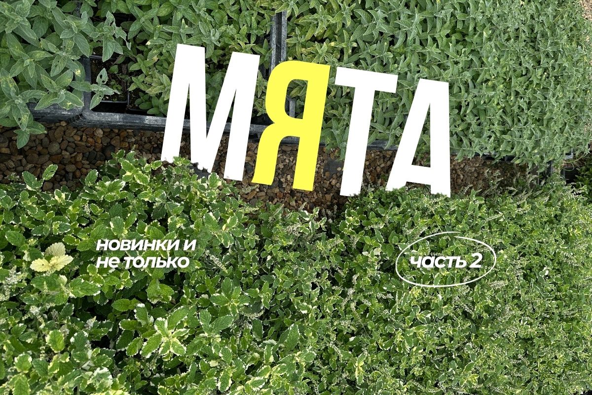 Новые горизонты в мире мяты