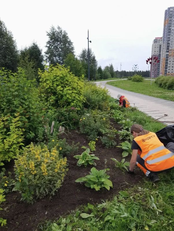 Колыхматова: Поддерживаем порядок на городских клумбах Колыхматова: Поддерживаем порядок на городских клумбах