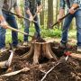 Как легко избавиться от старого пня в саду: советы и методы